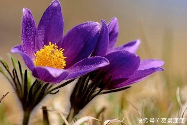 农村|农村有一种野草,长得一点不好看,但它的价值是很大的