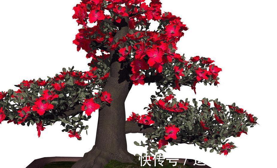 盆景也分阴阳，正确分出盆景耐阴还是喜阳，能更好的管理好盆景