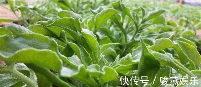 早衰|女人不愿早衰,常吃三种食物,能健脑益智,减缓脑细胞衰老