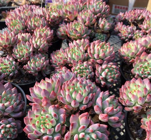 春天种下3种多肉,耐热好养易群生,35摄氏度照样生机勃勃