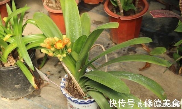 独苗|给君子兰“喂点它”,7天猛窜白根,独苗变群兰,花大压弯枝!