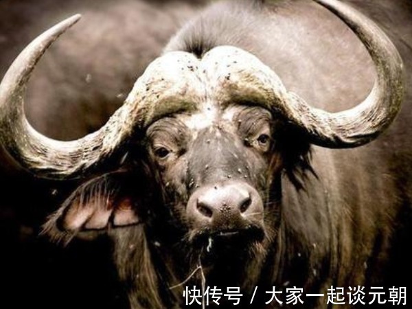 牛比$古人讲“只有累死的牛,没有耕坏的田”,究竟是个什么意思