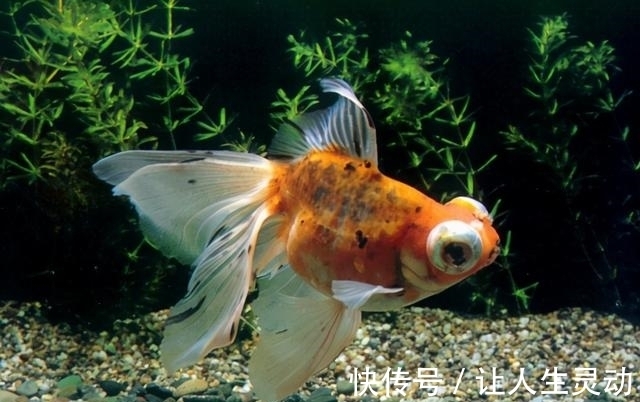 养鱼图什么？不是真正喜欢养鱼的朋友别看，我怕不能引起你的共鸣