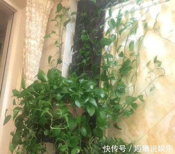 要点|几个要点让绿萝安全过冬,来年绿爆盆