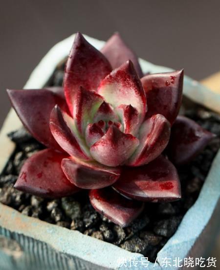 被拉下神坛的3种网红多肉,皮实好养惹人爱,哪种是你钟爱的?