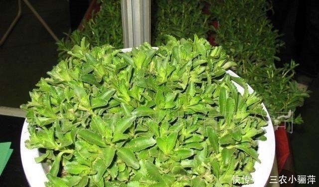 保健|农村一种“还阳草”,嫩叶是保健蔬菜,如今被广泛种植,10元一斤