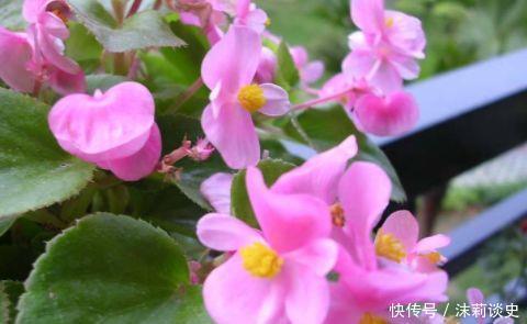 养花|阳台养花,不妨养4款植物,一开就是300多天,开花漂亮花期长