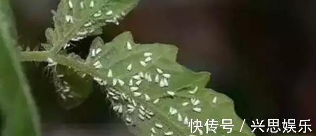 盆栽|家里养花，生了这个世界性害虫，太难治，一招教你轻松根除白虱粉