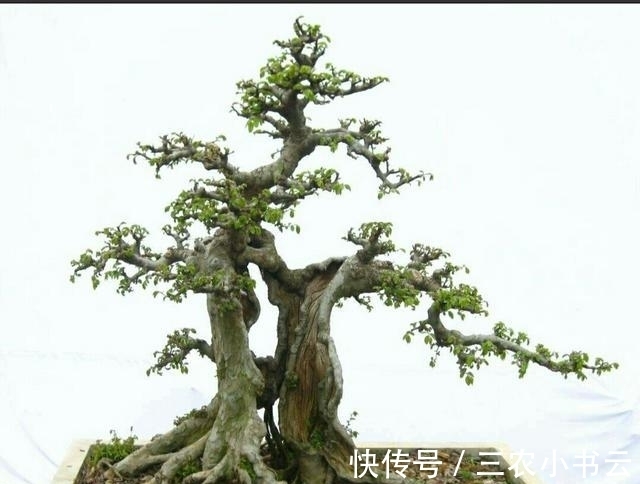 桩材|初学养盆景首先要注意下面这几个问题