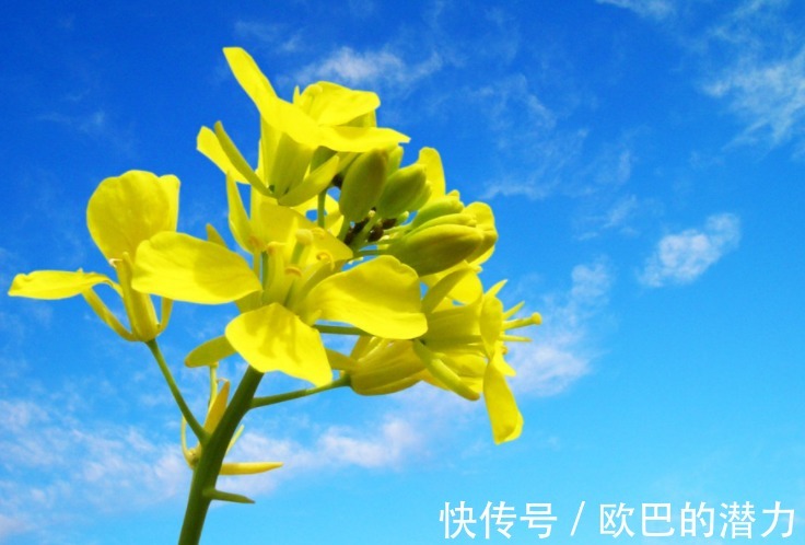 |12月,4个星座,幽默乐观,去哪都是欢声笑语,让人喜欢,桃花旺