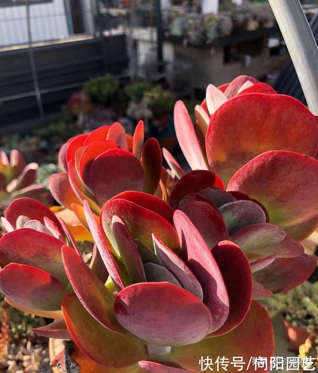 多肉唐印，放在室外冻一冻，叶子更大，更透红，不信你就试试