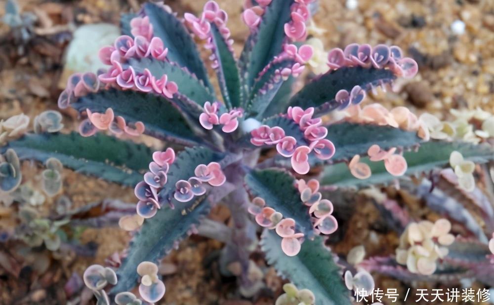 危害|花盆里有些“杂草”,都是大祸害,见了赶紧拔,危害大