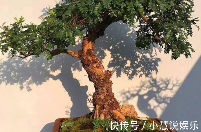 有钱人尤其喜欢养这3种花,家里一片绿油油,日子会越过越顺!