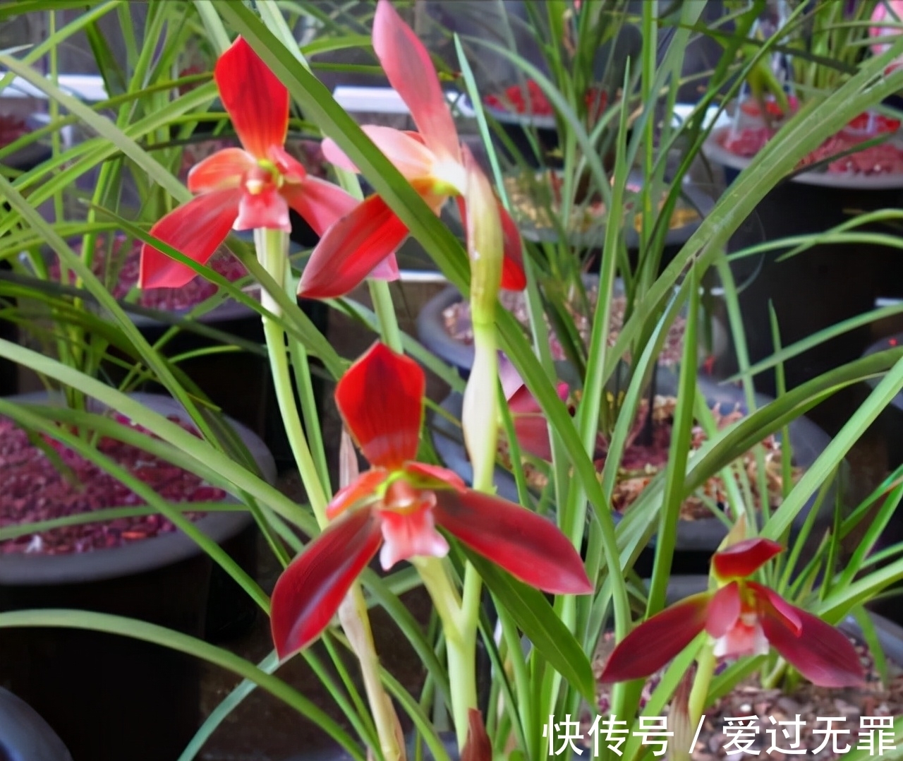 兰花|此兰,被誉为国兰第一红素,花色顶级,瓣型完美,珍贵又稀少