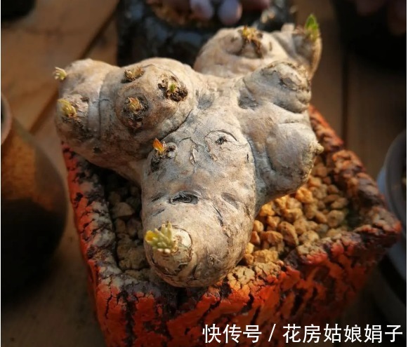 名字|没有很丑只有更丑的多肉,8种丑多肉,看完你还能保持淡定吗?