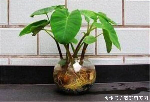 吃剩|这种东西吃剩的不要扔,放水里就能疯长,比滴水观音还要漂亮!