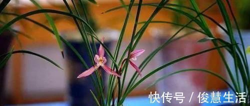 花卉|养花不开花？浇水加点料，用量精准，满枝开花，错一点后患大