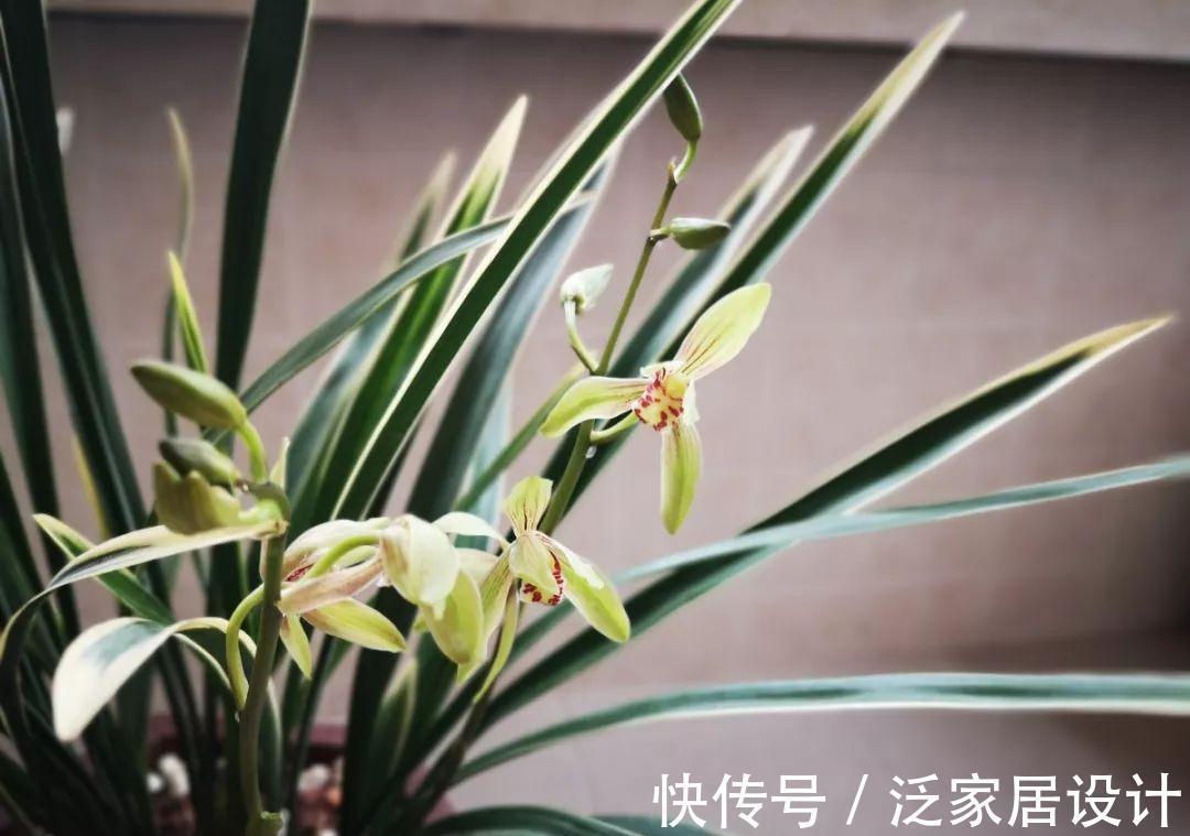 花盆|兰花不能乱浇水,浇得越多,死得越快