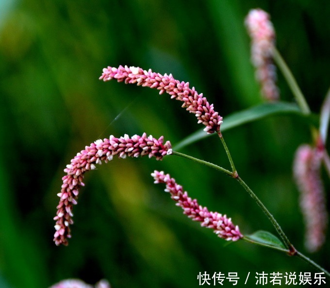 此花生长在人们不去地方,药用价值极高,代表着立志和思念