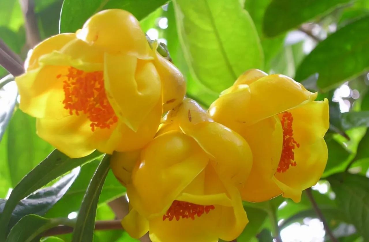 此茶花被誉为植物熊猫,花瓣金黄,营养丰富,有钱也难买