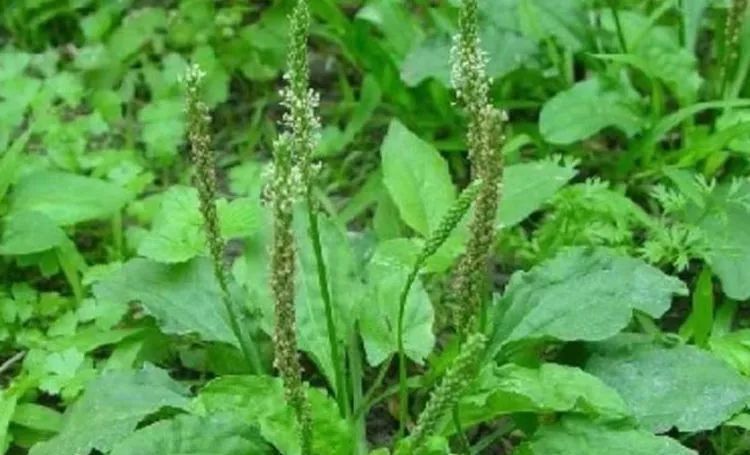 农村|农村这野草人们称它“蛤蟆叶”,以前被当救命菜,现在一斤20元