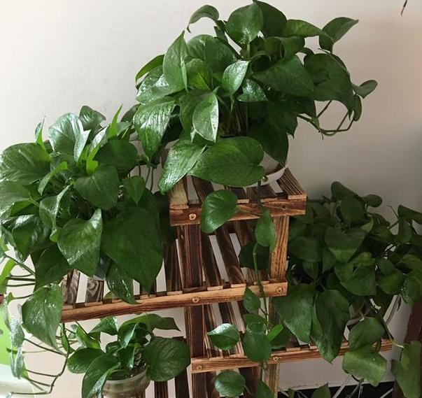 养花宝|厨房里的它是''养花宝'',扦插植物、浇花,可取代生根剂