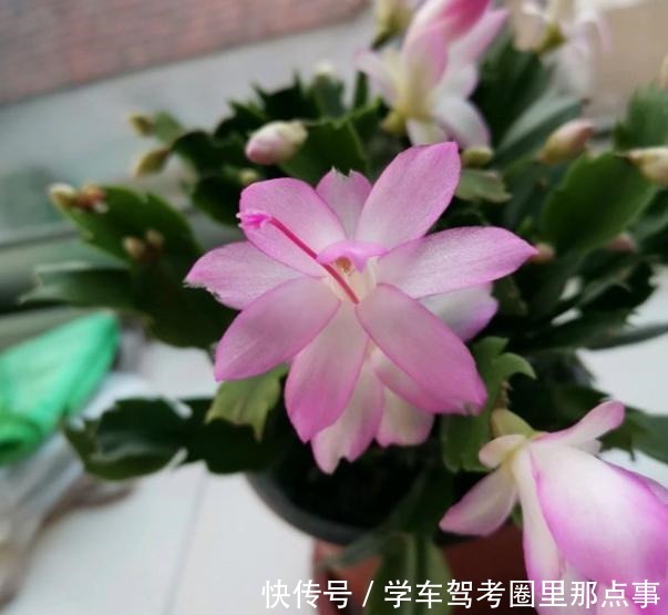 有3种垃圾是蟹爪兰的“最爱”,丢点在盆里,花芽蹭蹭冒,狂开花!