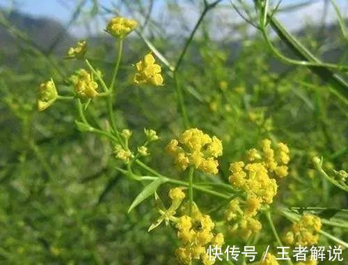 真汤|一个平衡阴阳的方子,疏肝、利胆、健脾、和胃,让你生命力旺盛!