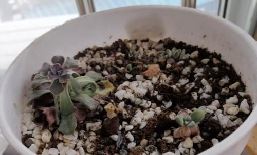 附图|有没有喜欢多肉植物,但养啥死啥,最后只剩下一堆盆儿的人?