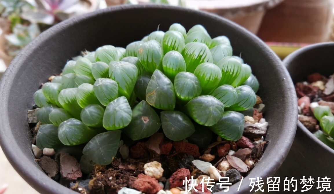 种植多肉,搞不清品种、晒太阳、浇水、通风问题,养再多都白费