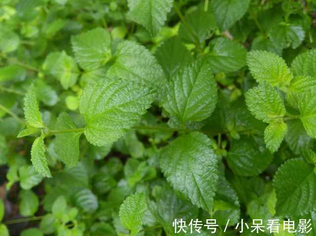 此花是充满了希望的植物，寓意着就算是不顺意的人生也要充满希望