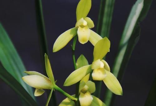  落花|最爱开花的兰花，花色纯洁，香味浓郁，四季不落花，文人雅士最爱