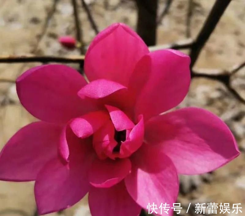 玉兰|家门口种棵“吉祥花”,满树都开花,还有“镇宅”好兆头