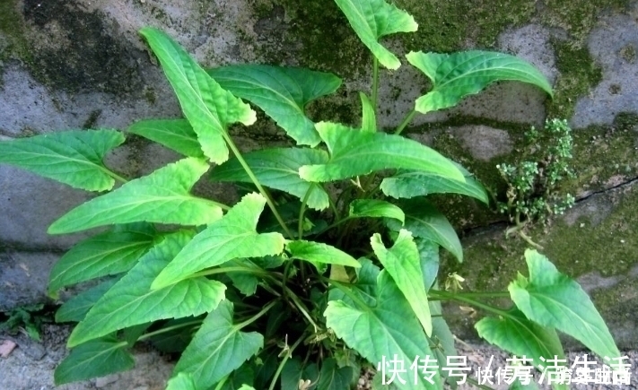 野草|农村这种常见的野草,能清热解毒,凉血消肿,清肝明目,你认识吗