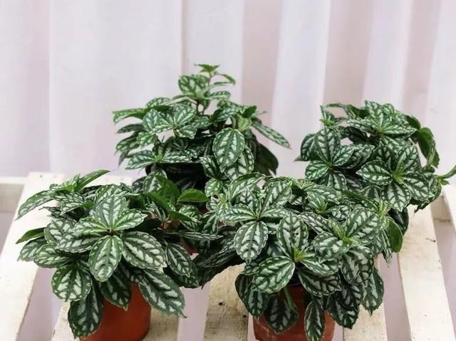 清新|冬天在家养几盆冷水花,清新又文雅,耐阴又好养!