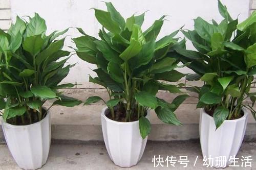 光照|此4种“花卉”耐阴好养,吉祥又漂亮,家里养1盆,四季都能赏