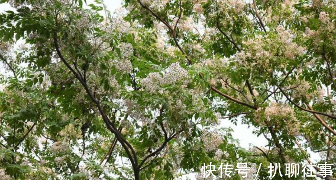 宋神宗!洗尽铅华的王安石回到江宁,写下的这首《钟山晚步》,意境高远