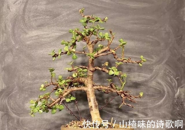 养金枝玉叶盆景，光浇水施肥没用，得会修剪才行，造型好看价值高！