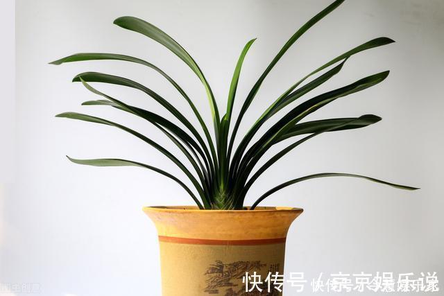 光照|君子兰催花实操经验,现在行动,一个月后就冒花箭