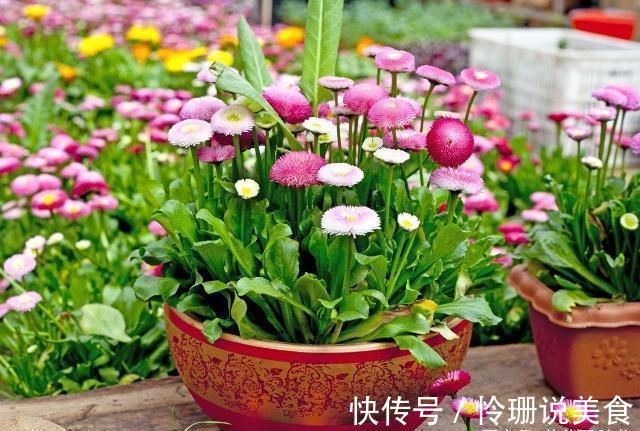 路边捡一点小东西,开水烫一下用来养花,养花十年也不会烂根