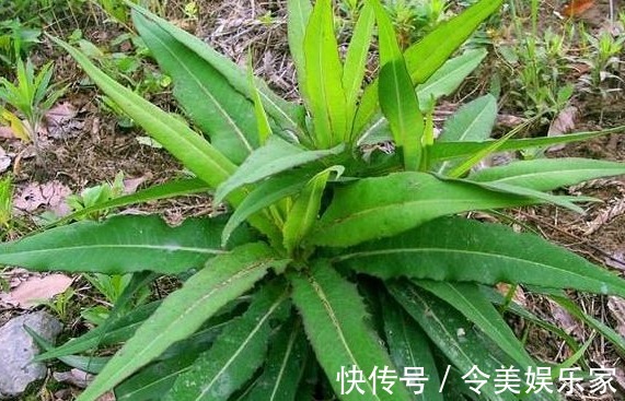 喂猪|农村一种常见野菜，曾经是用来喂猪的，其实城里一斤二十块