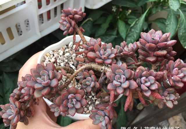 多肉植物上色出状态,要满足这3个条件,缺一不可,否则都是奢求