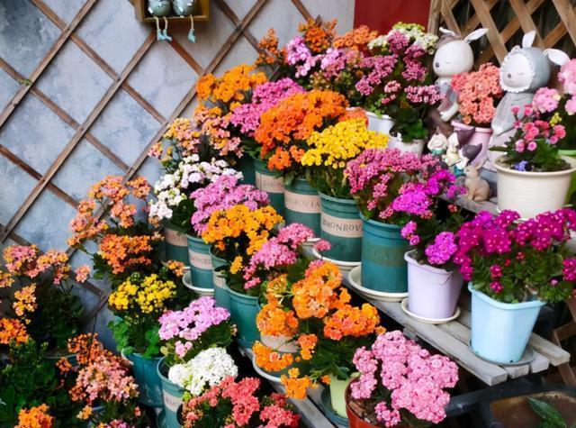 虎皮兰|公认的“五种健康花”，建议至少养一盆，又美又实用