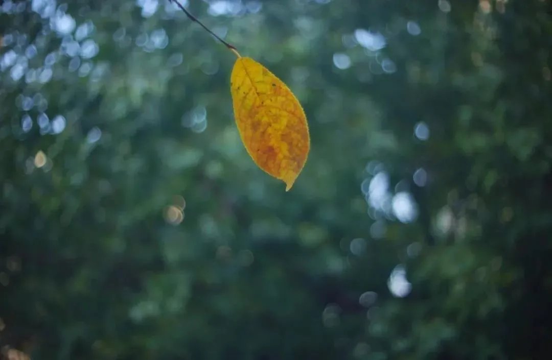 王维！诗词丨十月，愿时光放慢，许故人不散