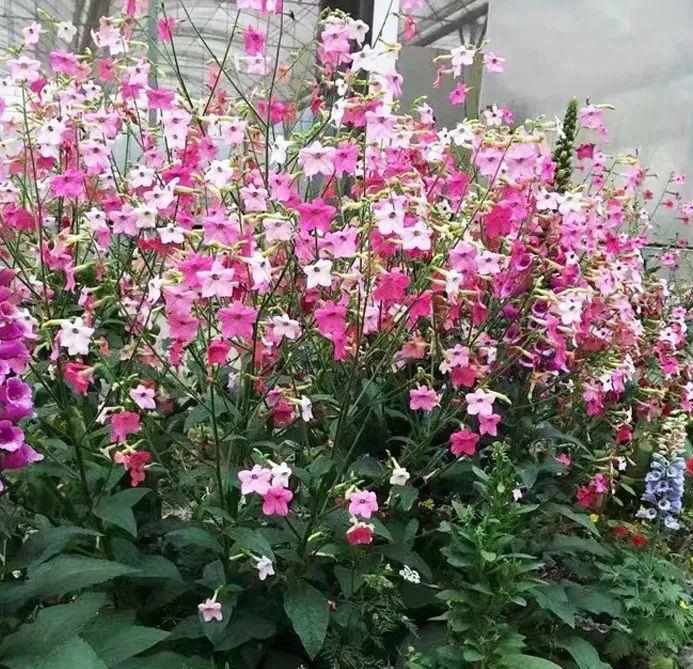 播种|7种“速生花”,现在丢土里,30天就长大,花香扑鼻真泼辣