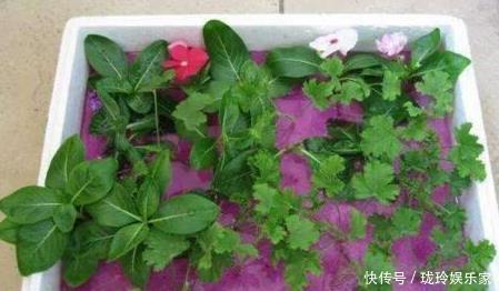 枝条|5.1在家扦插吧!8种花都可以,插土就活,10天长根,当年开爆盆