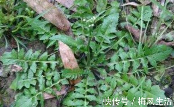 食物|满头白发不要染，4种食物每天吃一点，头发慢慢变黑了！