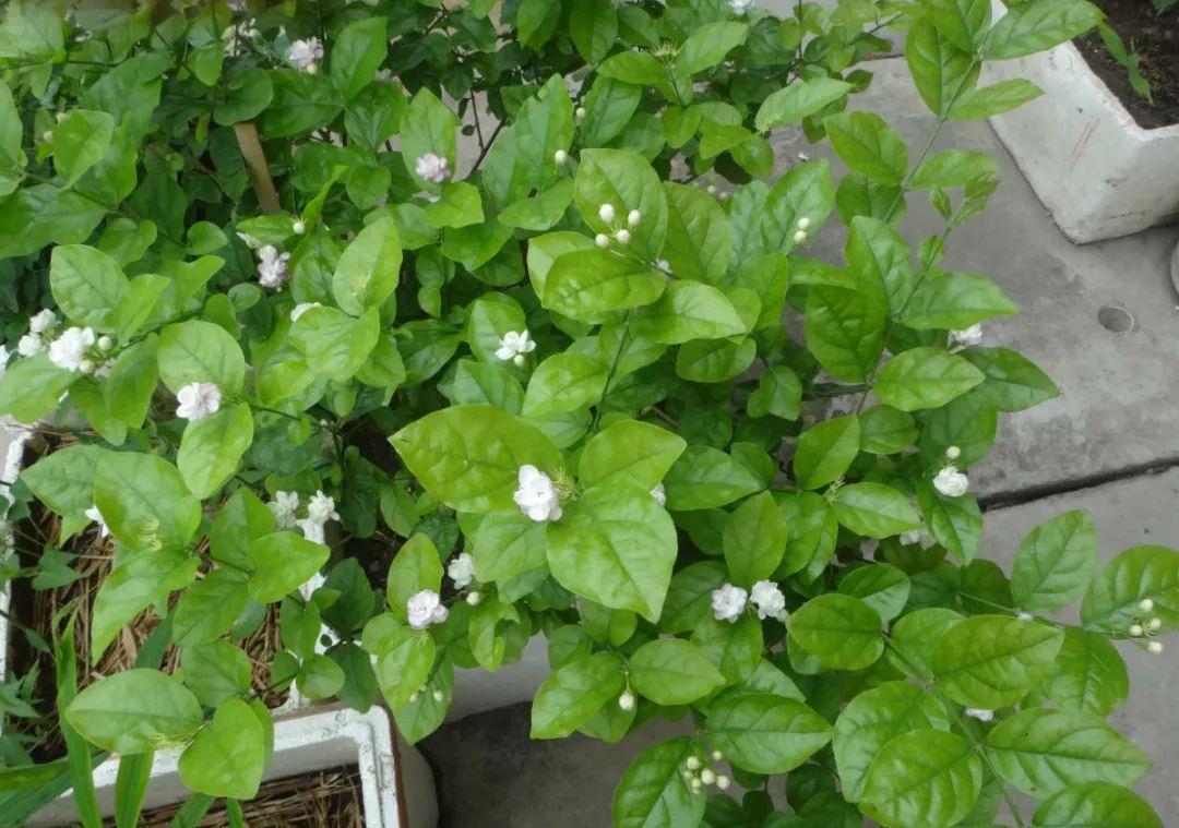 弱酸性|养花,选择土壤要注意,不仅要疏松透气,而且尽量是弱酸性土壤