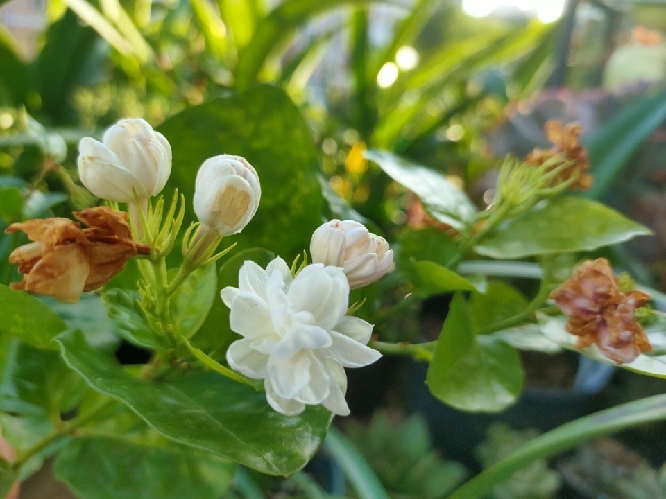 养护茉莉花，避免3个“坑”，叶片不发黄，生长旺盛，开花多