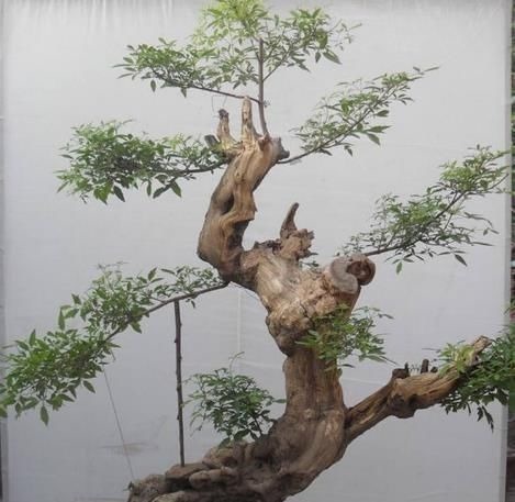 乡下一种“柴火木”,年年砍不绝,如今做成高档盆景,很受人欢迎